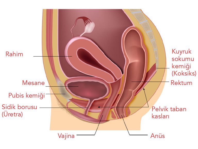 pelvik taban kasları