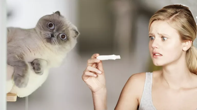 Do cats sense pregnancy?