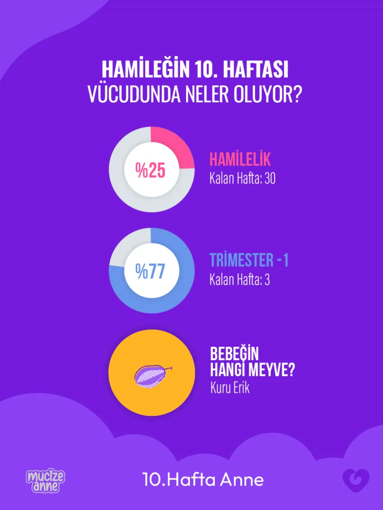 Hamileliğin 10. Haftası