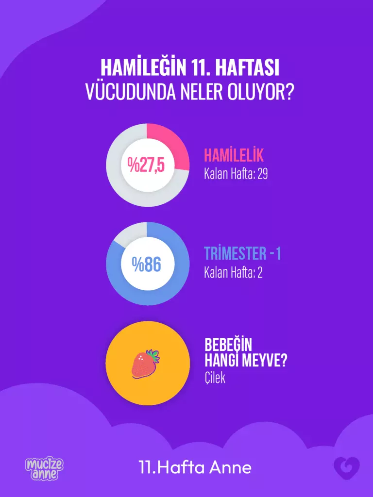 Hamileliğin 11. Haftası
