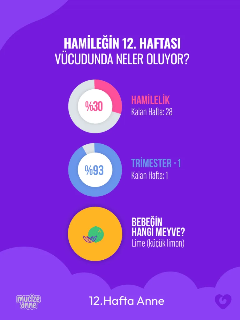 Hamileliğin 12. Haftası