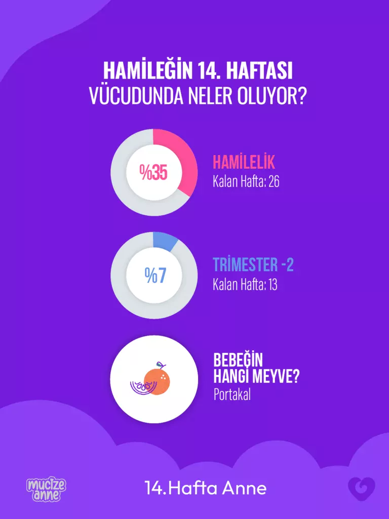 Hamileliğin 14. Haftası