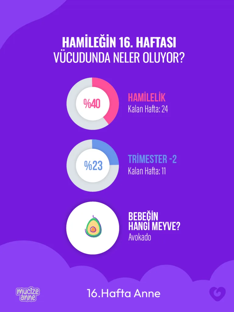 Hamileliğin 16. Haftası