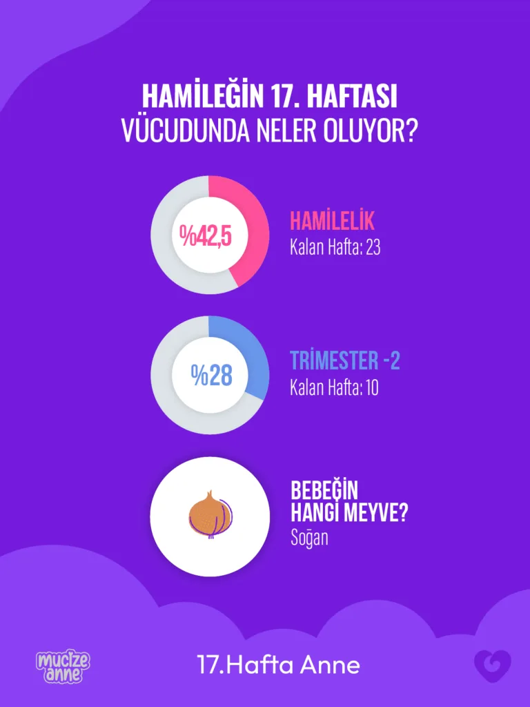 Hamileliğin 17. Haftası