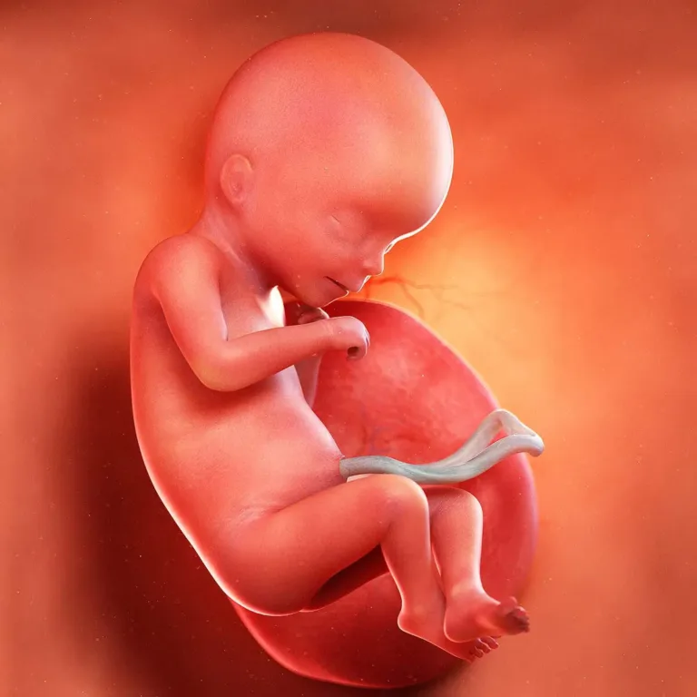 Semana 18: Agora consigo ouvir os sons com mais clareza, mamãe! 👂 💞