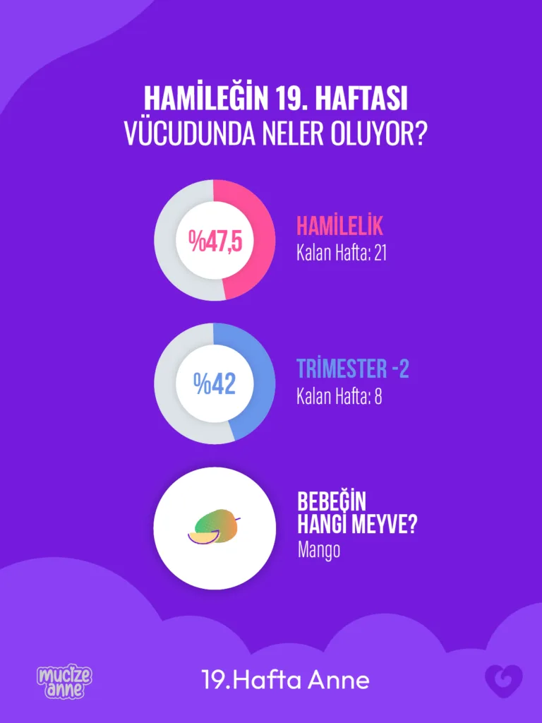 Hamileliğin 19. Haftası