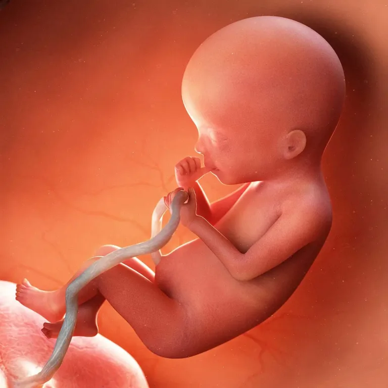 Semana 20: Estamos na metade do caminho, mamãe! 🎉 👶