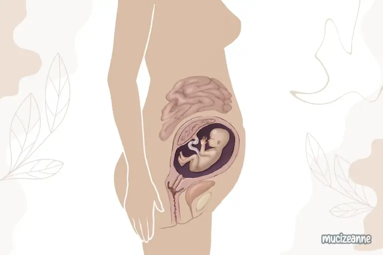 20e semaine de grossesse