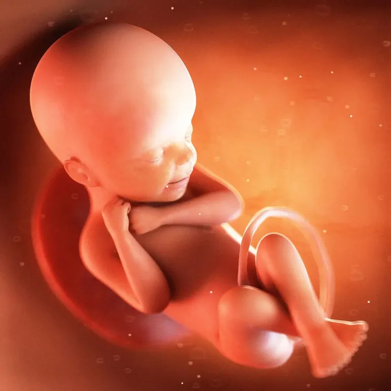 Semana 24: Mamãe, estou maior e mais curioso agora! 👶 🎉
