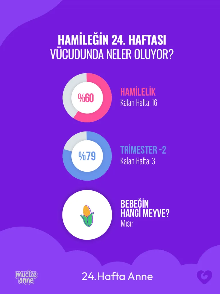 Gebeliğin 24. Haftası