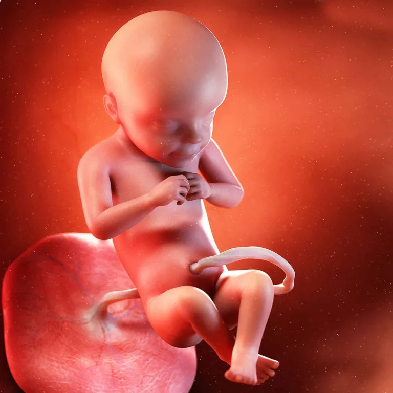 Semana 28: Mamãe, estou começando a ficar mais acordado agora! 🥱 👶