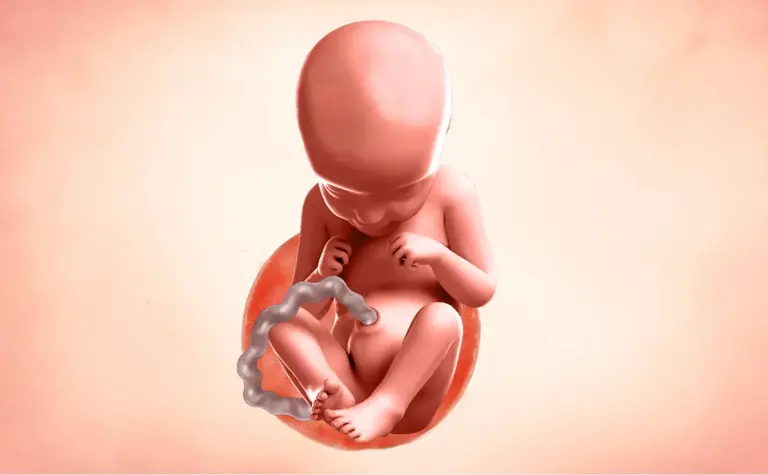 29. Hafta: Anneciğim, İçeride Kendime Yer Açıyorum ve Çok Hareketliyim! 👶💃