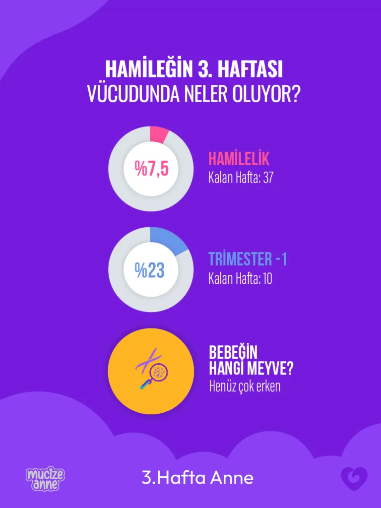 Hamileliğin 3. Haftası:🌼 Fırsat Penceresi Açılıyor!