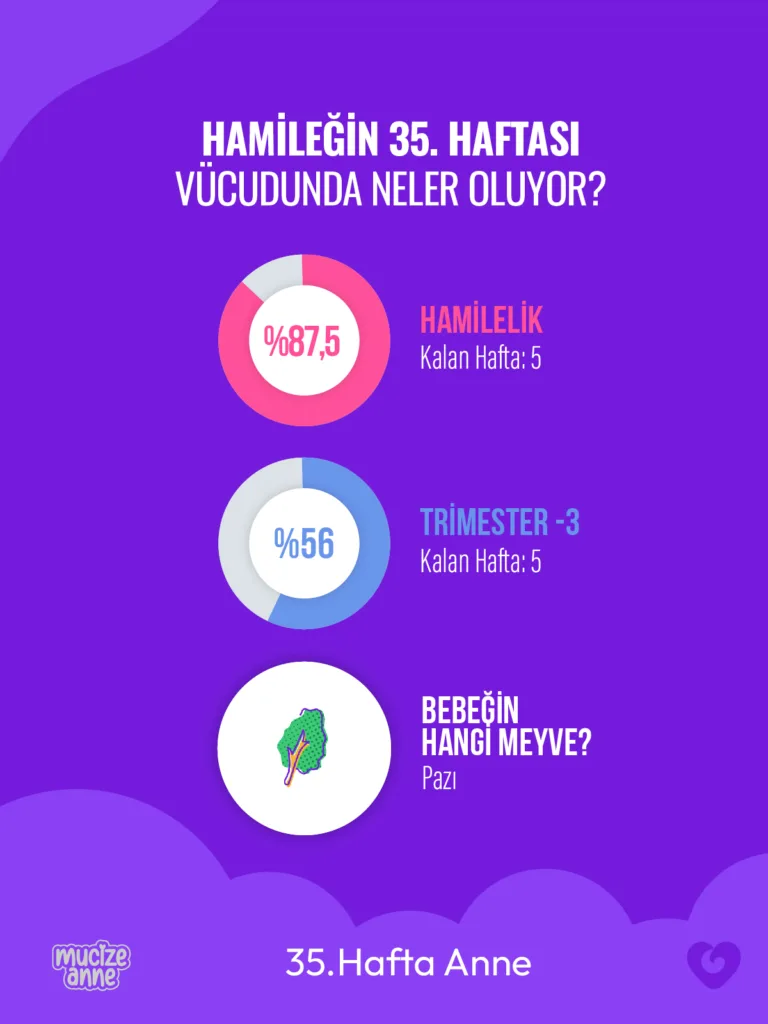 Gebeliğin 35. Haftası