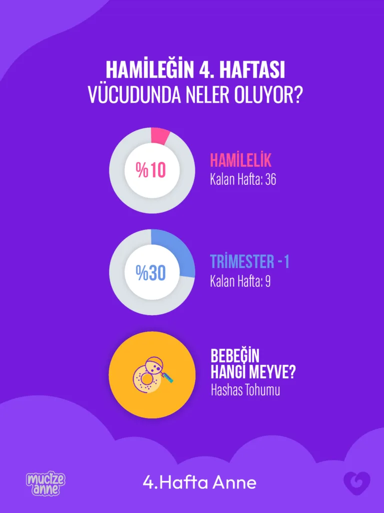 Hamileliğin 4. haftası