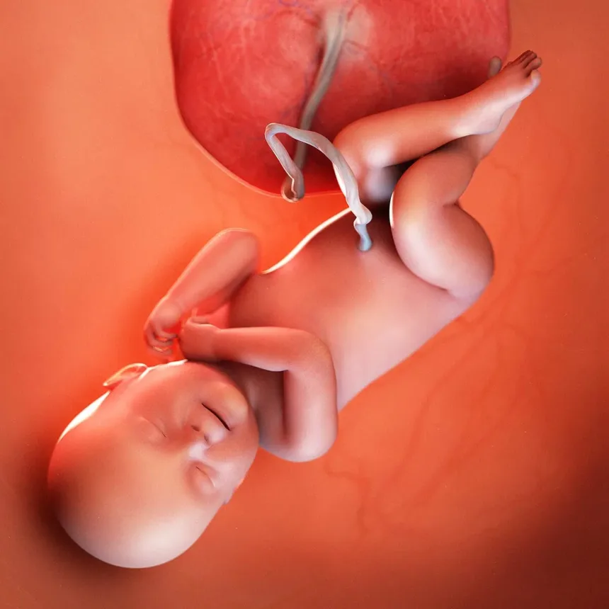 Gebeliğin 40. Haftası Bebek Gelişimi