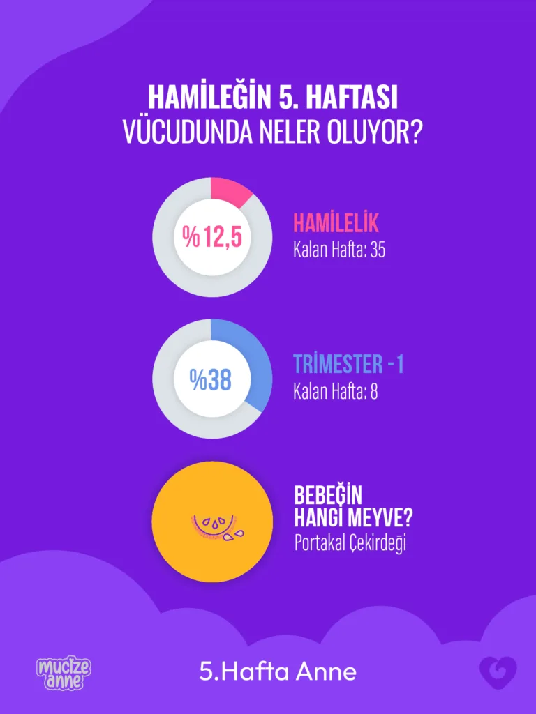 Hamileliğin 5. haftası