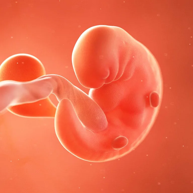 Semana 6: O coração do Pequeno Milagre! 💓