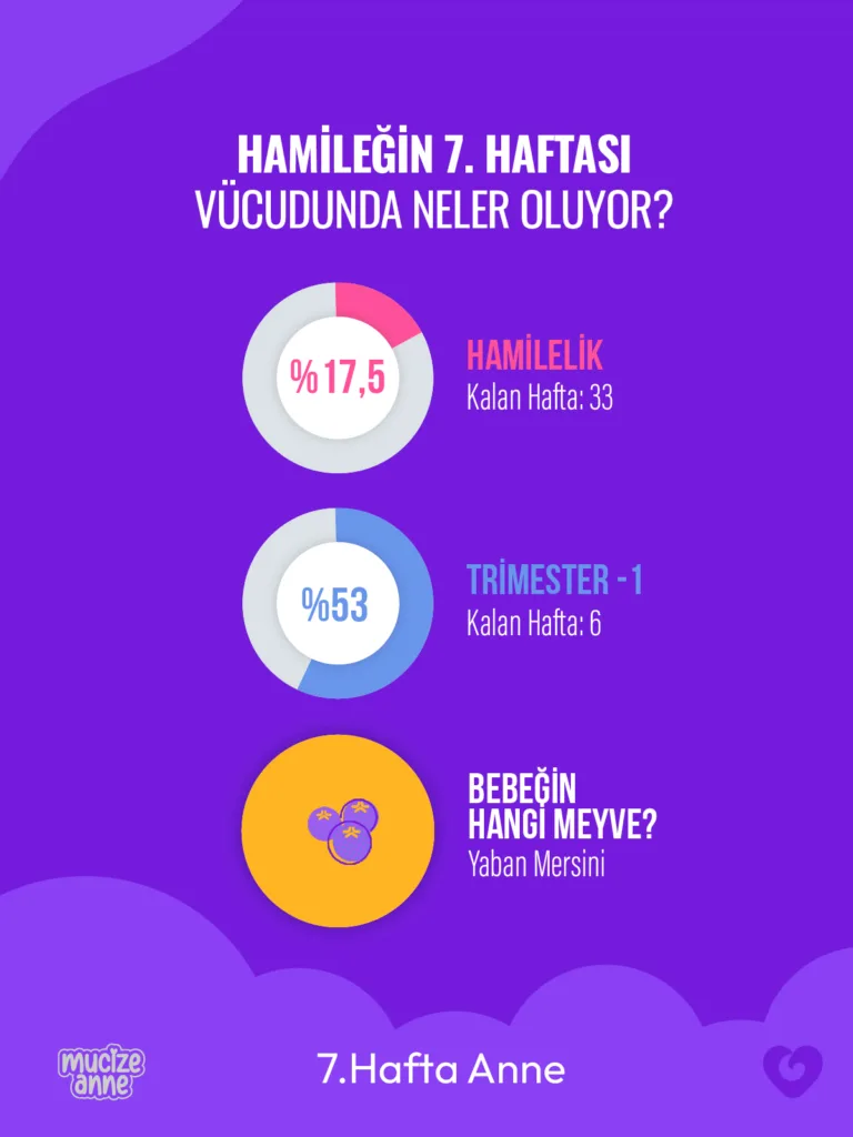 Hamileliğin 7. Haftası
