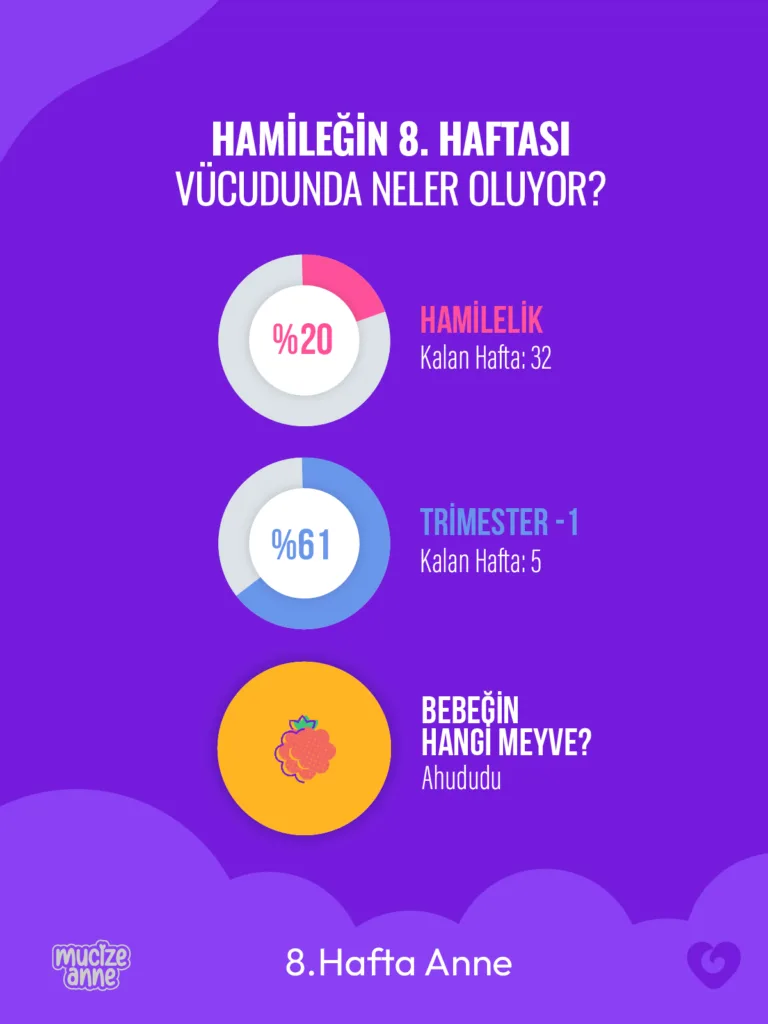 Hamileliğin 8. Haftası