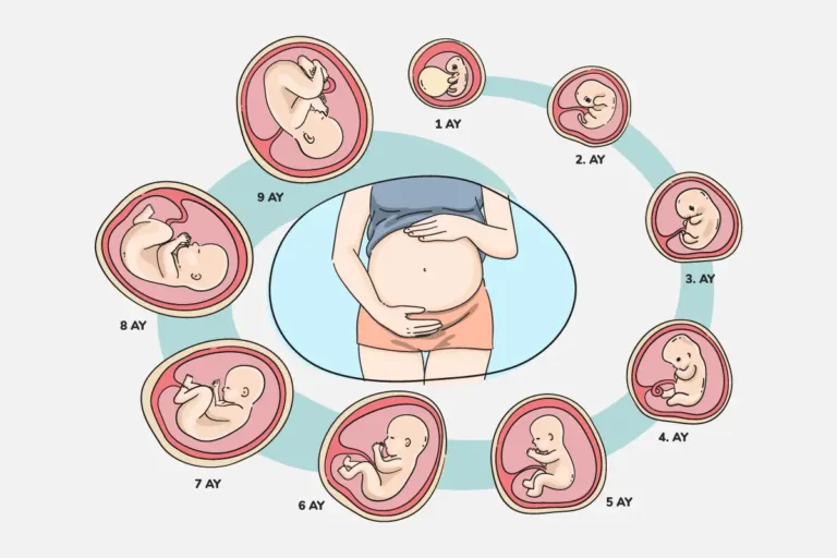 Development of the Baby in the Womb