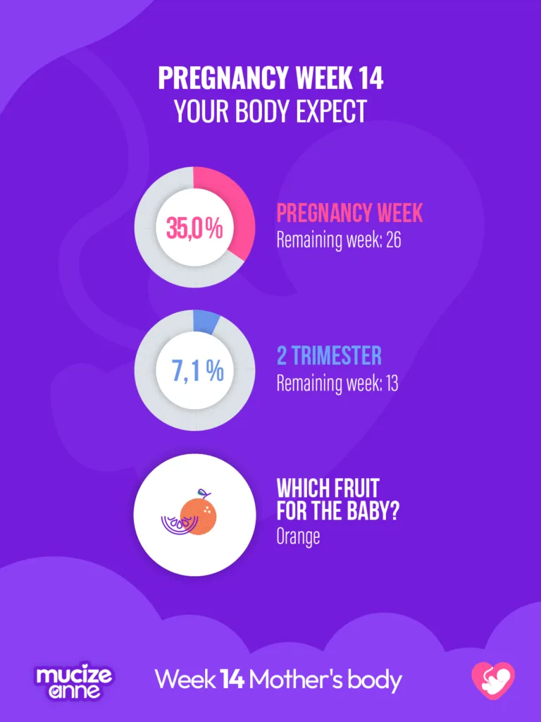 14th week of pregnancy