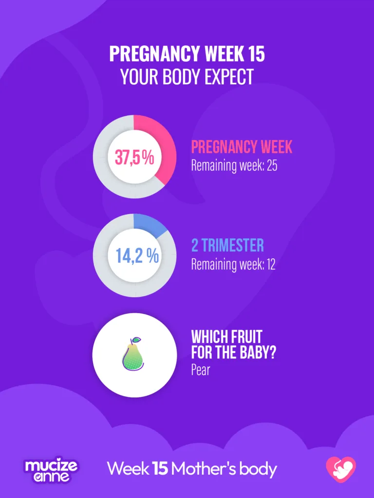 15th week of pregnancy