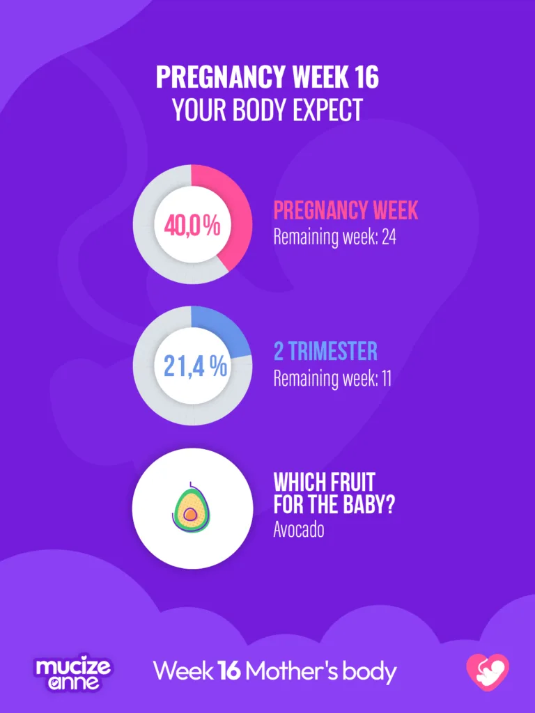 16th week of pregnancy