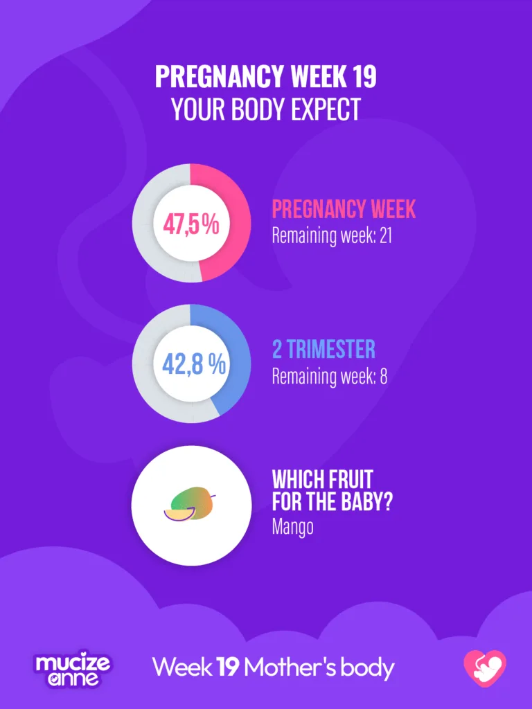 19th week of pregnancy