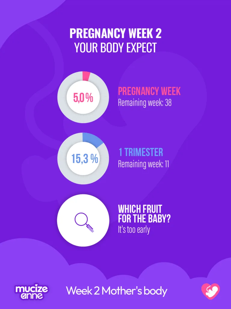 2nd Week of Pregnancy: 🌻 The Preparation Process Continues!