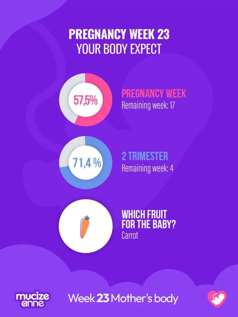 23 Week of Pregnancy