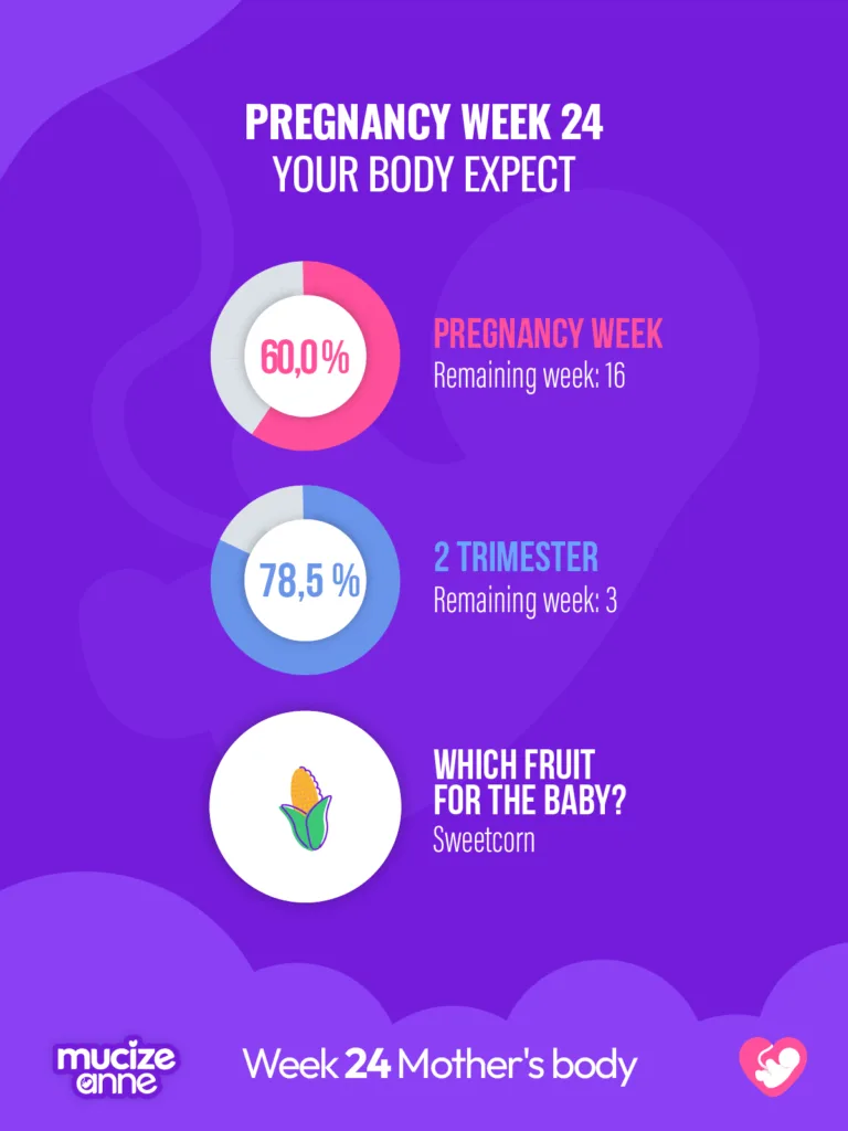 24th week of pregnancy