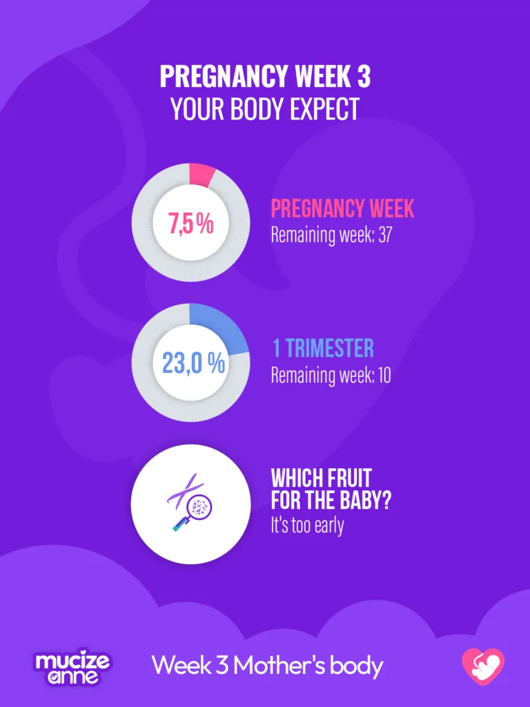 3rd Week of Pregnancy:🌼 Window of Opportunity Opens!