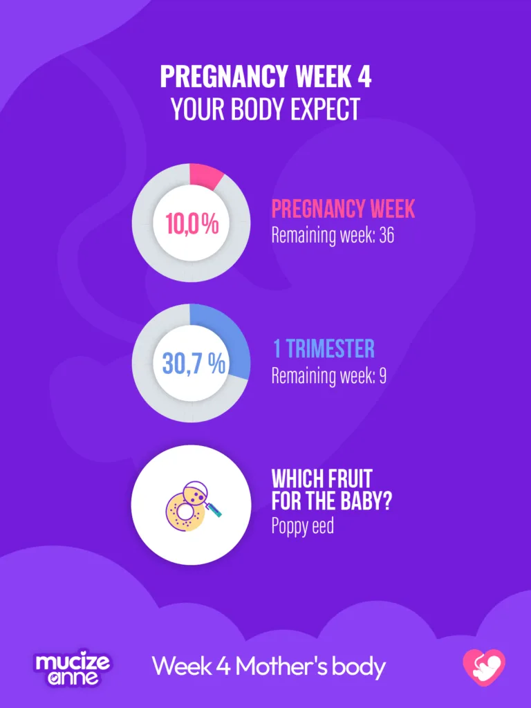 4th week of pregnancy