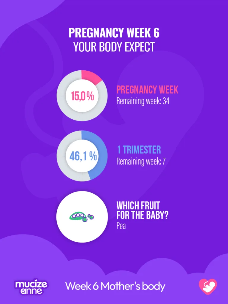6th week of pregnancy