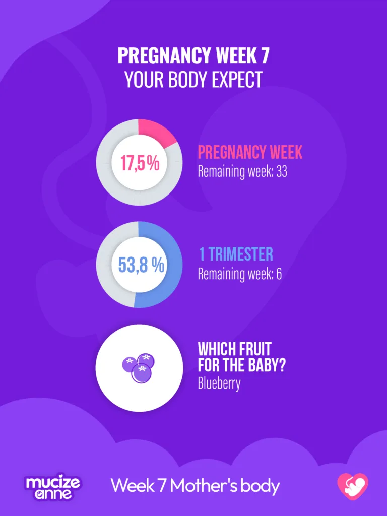 7th week of pregnancy