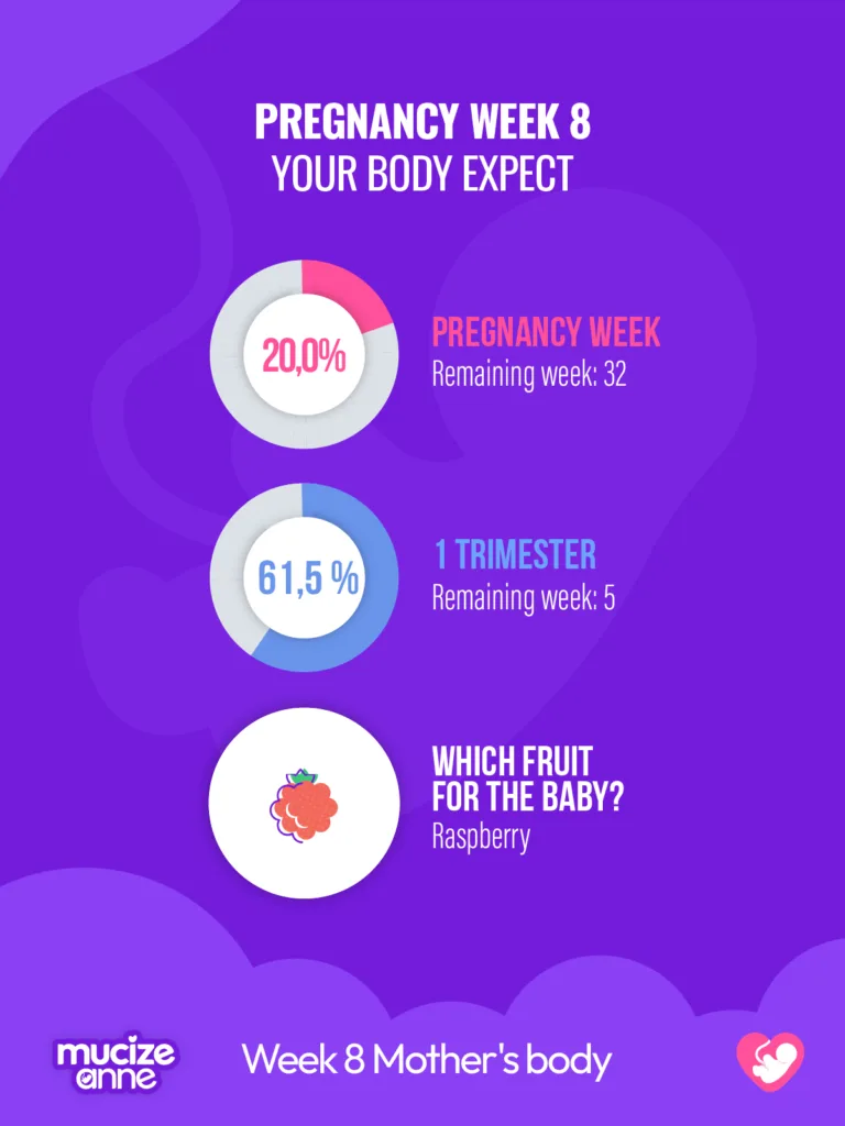 8th week of pregnancy